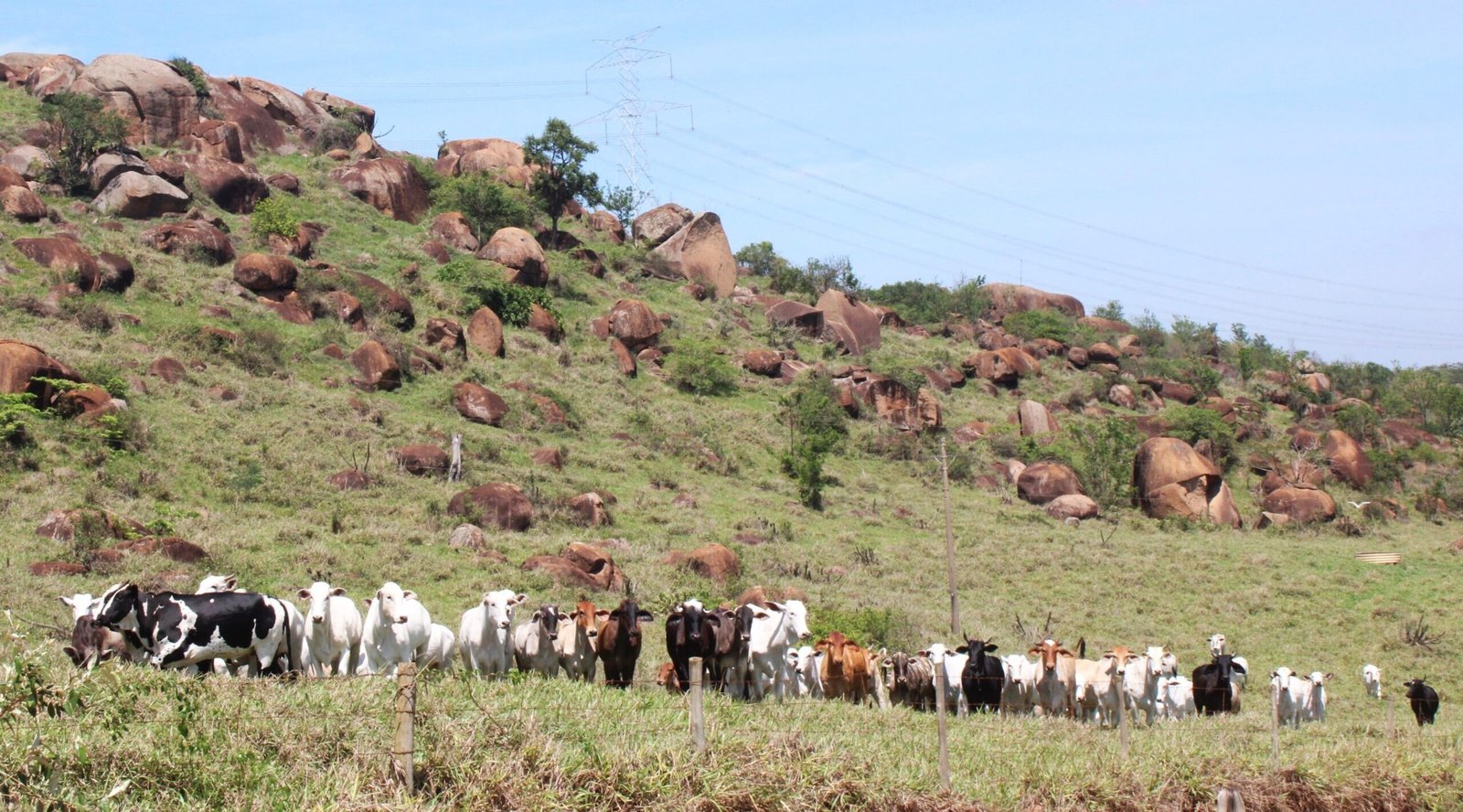Campanha de vacinação contra a brucelose segue até dezembro em todo o Estado