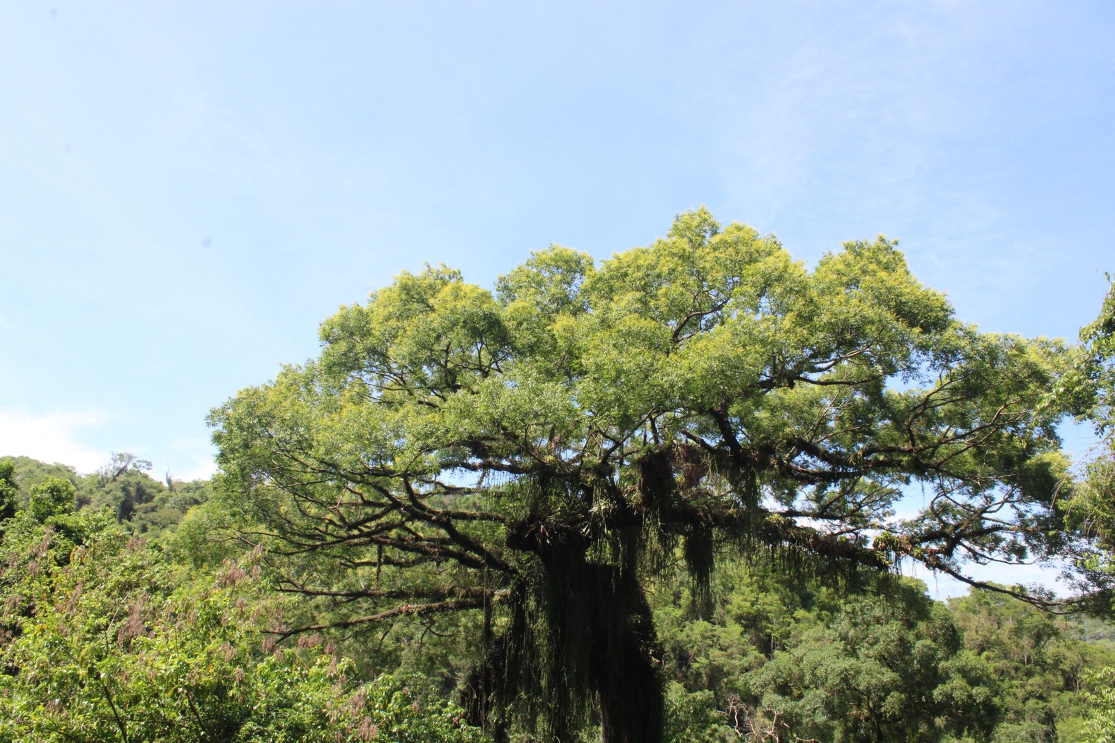 Cultura, educação e plantio marcam Semana da Árvore em Itu