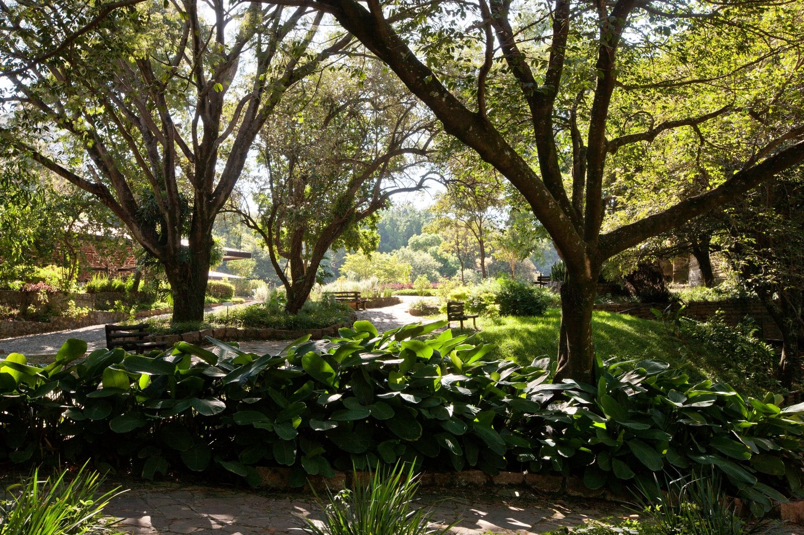 Projeto Yoga Livre no Varvito celebra o Dia da Árvore