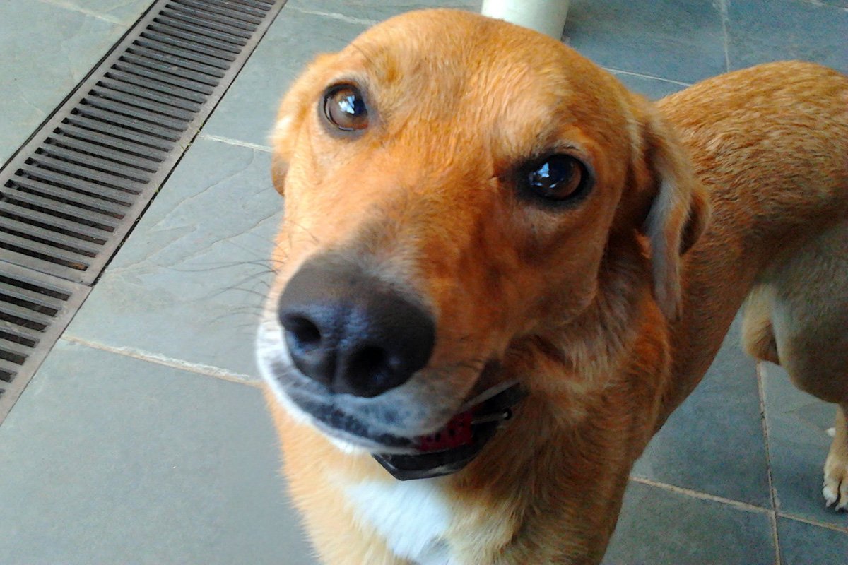 Itu recebe 400 castrações pelo Programa Estadual de Controle da População de Cães e Gatos