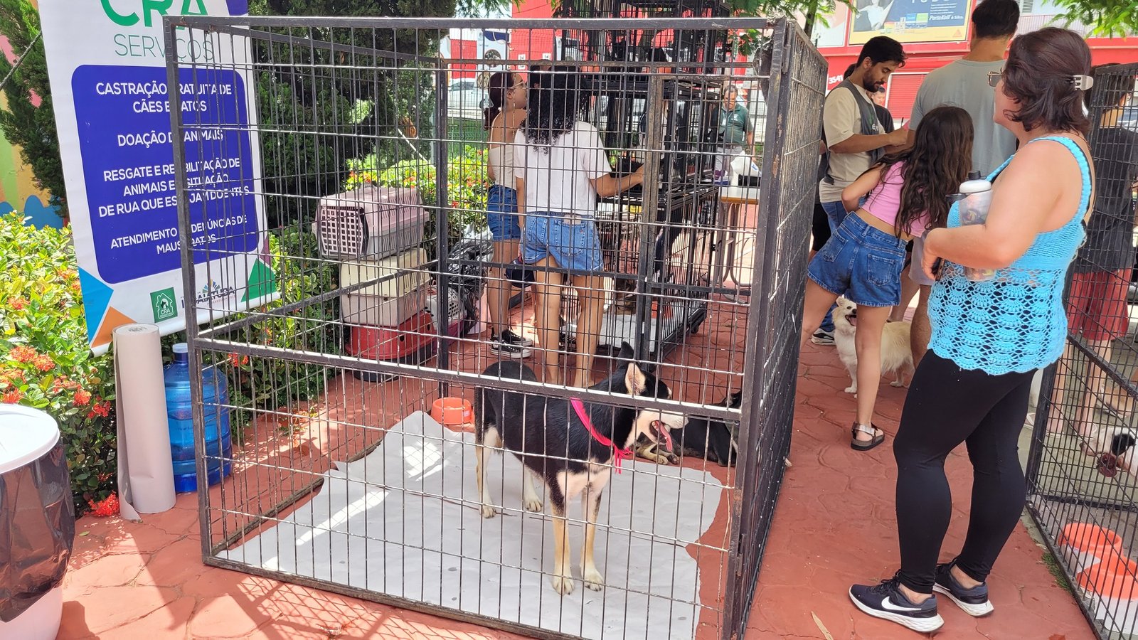 Exposição do Programa Amigo Pet será neste domingo em Indaiatuba