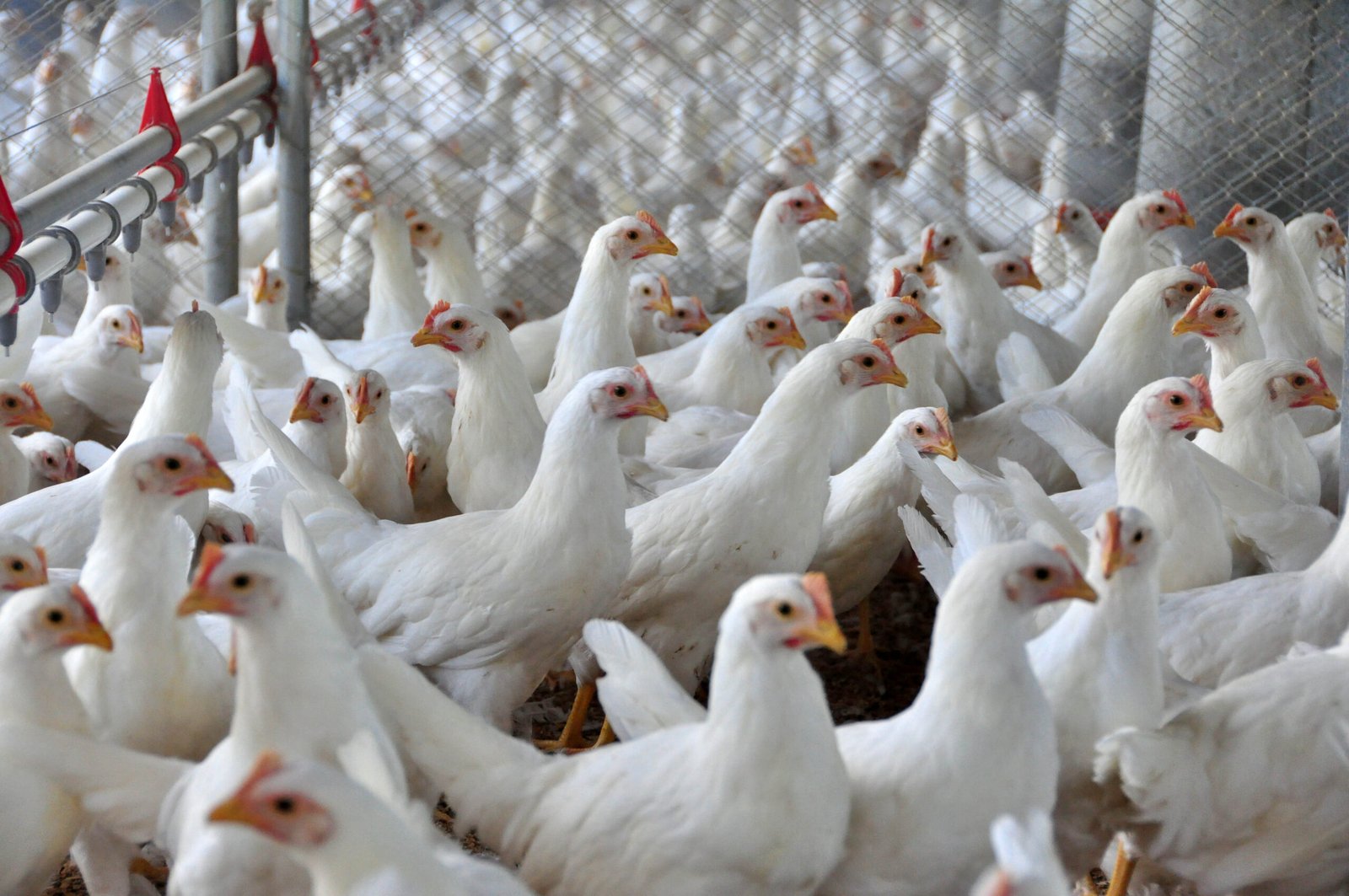 Secretaria de Agricultura orienta sobre prevenção à gripe aviária em Itu